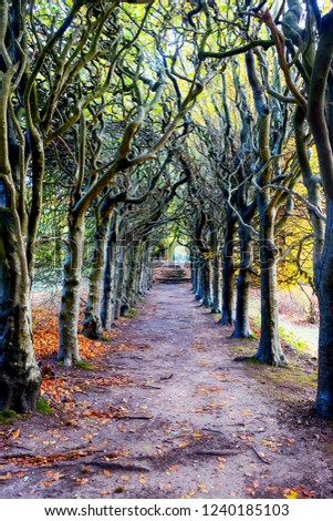 looking down the middle of a tree lined pathway, the treea are old a knarled the top of the trees are wound together forming an arch, it is Autumn Fall and the pathway is covered in golden leaves
