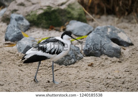 Full body of Pied Avocet (Recurvirostra avosetta) black and white waterbird. Photography of nature and wildlife.