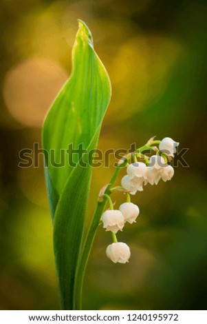 Lilly of the Valley, Convallaria majalis