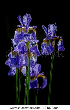 Branch of blue Iris with  water drops after  summer rain