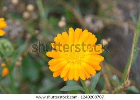 Closeup photograph of a Calendula Officinalis (common marigold) flower.