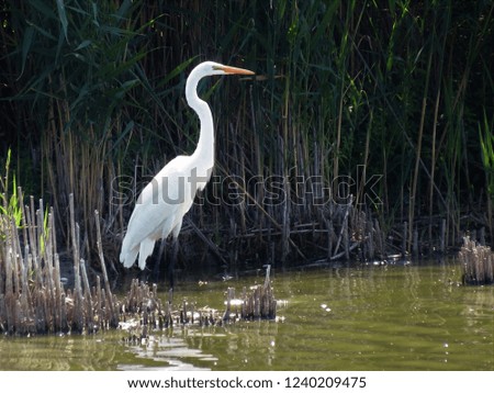 White Egret in water