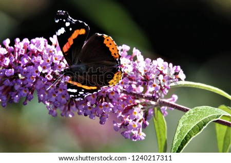 Close up of isolated butterfly Admiral ( Vanessa Atalanta) on pink lilac flower (Syringa vulgaris) with green blurred background