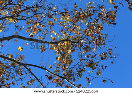 Close up view of plane tree branches with yellow brown leaves during the autumn season. Silhouette of platanus foliage with a blue vivid sky in background. Natural picture taken in a french park. 
