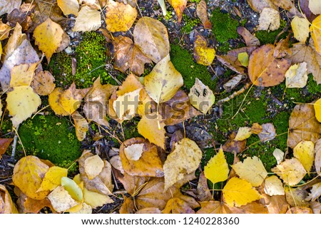 Autumn leaves natural background. Beautiful bright yellow orange green red brown fall nature horizontal background. Colorful foliage on green moss.