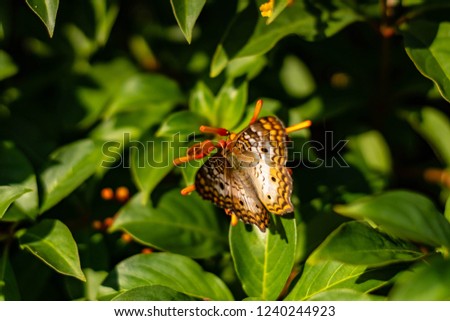 Butterfly landing on flower 