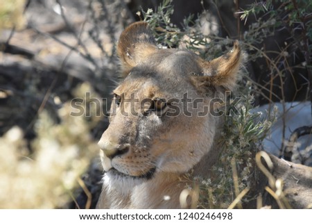Lioness in the Okavango Delta