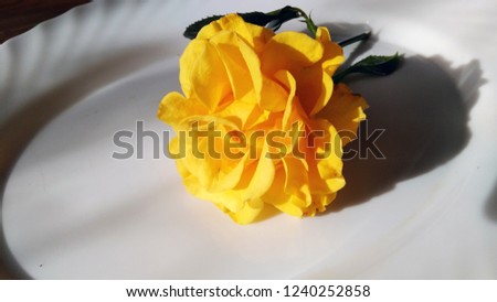 Ceramic plate with yellow rose on wooden table