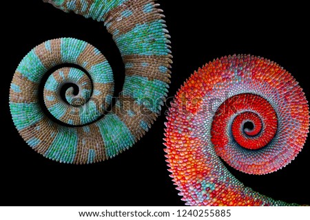 Beautiful color chameleon tails, chameleon tails