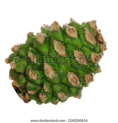 young cone of pine isolated on white background
