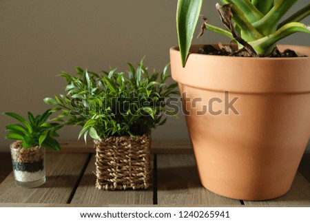 Indoor plants in pots and basket on the wooden desk 