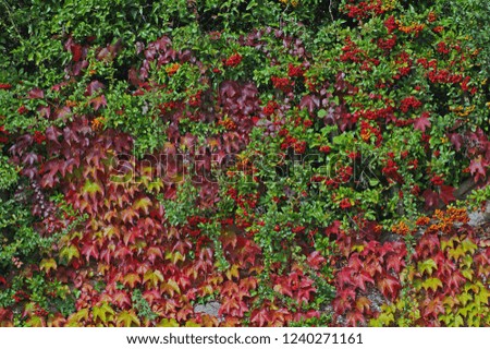 Autumn colors: fruits of Pyrantha (Firethorn) and leaves of Parthenocissus tricuspidata (Boston ivy or Grape ivy)