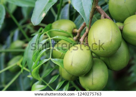Ambarella fruits (Spondias dulcis), also known as June Plum, no Brazil "caja-manga" the fruit can be eaten raw or made into juice, preserves, jams or flavorings.