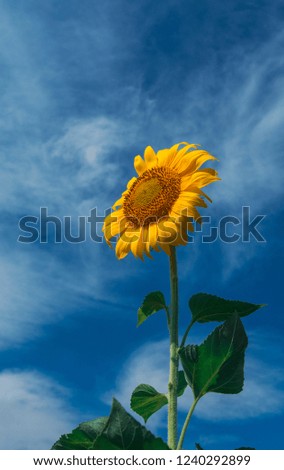 sunflower summer flower close-up, against a background of clouds. agroculture, harvest.