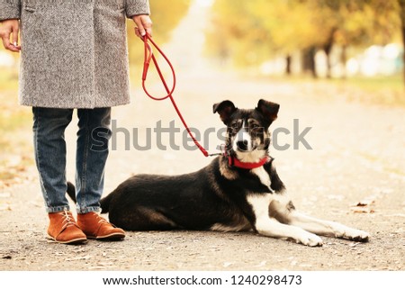 Beautiful dog near owner in autumn park