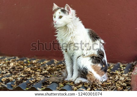 Hairy female cat standing on a tin roof full of autumn leaves with a embroidered color background