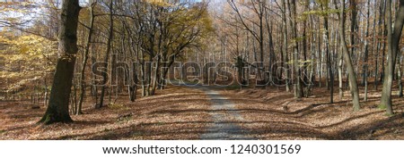 Broad leaf trees forest/woodland with gravel road at autumn afternoon daylight.,forest floor,foliage, panoramic photo. Bright colours,red, yellow. Chriby,Czech Republic,Europe.