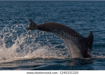 Bottlenose Dolphin Fluke