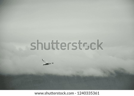 Bird flying over sea on overcast cloudy summer day in Iceland, vintage almost greyscale look, copy space.