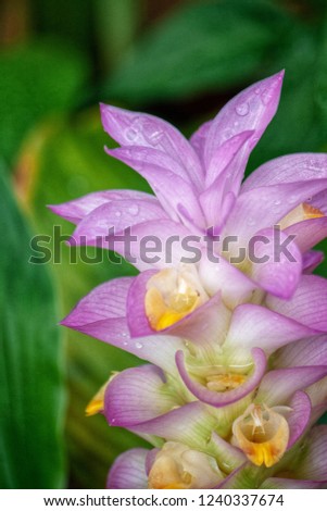 Close up Curcuma sessilis flower with water drop