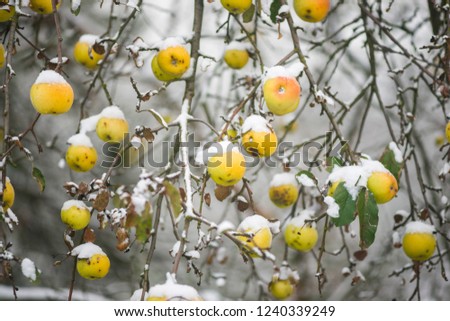 apples on branches covered with snow