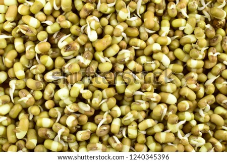 macro image of Mungbean Sprouts , top view 