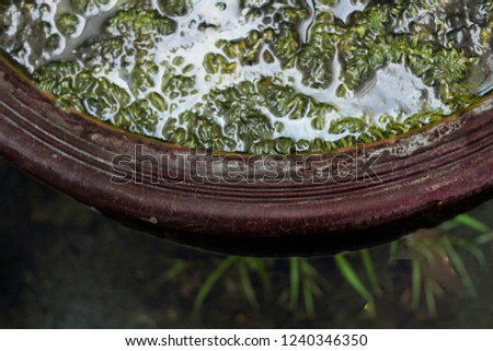 Basin edge with water and seaweed in top view