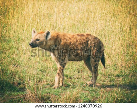 Vintage photography style of Hyena , wild life in Maasai Mara National park, Kenya, selected focus.
