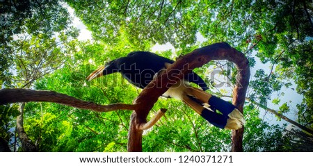 Beautiful toucan perch in the tree