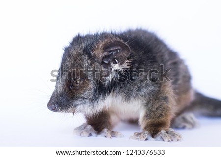 Baby ringtail possum