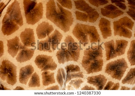 Rothchilds Giraffe skin pattern