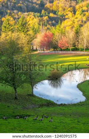 Fascinating autumn landscape with colorful trees, illuminated by the rays of the sun, around a large glade with a small pond, near which geese graze - a real idyll to contemplate