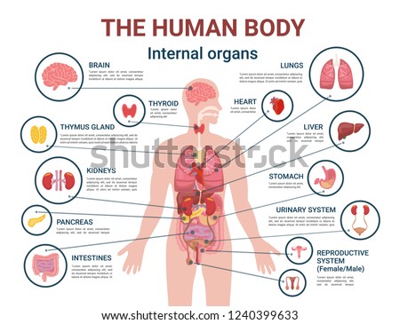 Human body internal organs and parts info poster vector. Heart and brain, liver and kidneys. Thymus gland and reproductive system of male and female Royalty-Free Stock Photo #1240399633