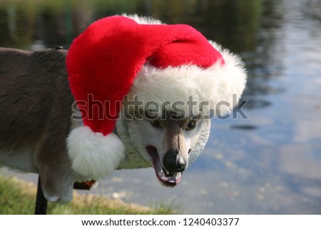 Santa Hat on a plastic wolf or coyote bird decoy.  Decoy of a Plastic Wolf or Coyote decoy to keep geese, ducks and other birds away from a newly renovated park outdoors. 
