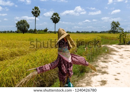 Scarecrow standing in rice field at countryside.