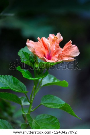 the cotton rose or china rose, genus Hibiscus on natural light background.