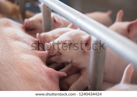 Pig in a cute farm