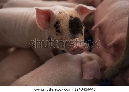 Pig in a cute farm