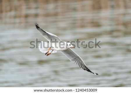 Flying seagull in tropical sea and beach