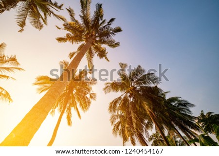 Coconut tree ane bluse sky. vintage filter