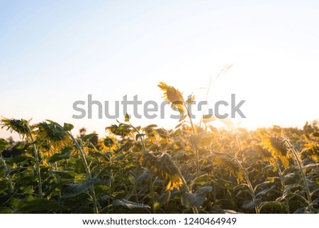 Backlight picture of a sunflower in its field