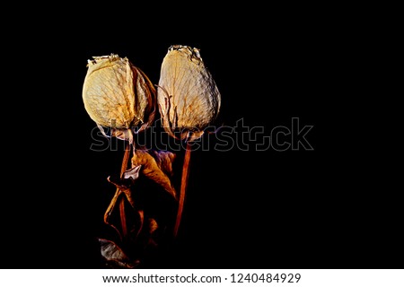 two dried roses 