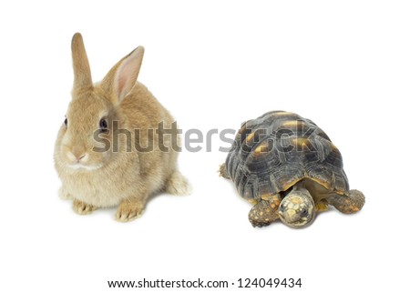 Close up image of rabbit and turtle against white background