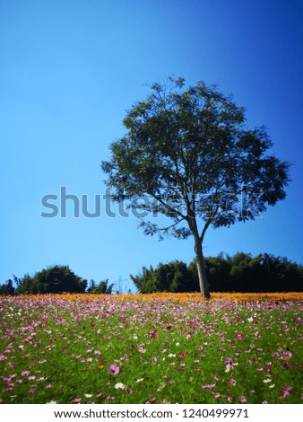 colorful flower field with single tree