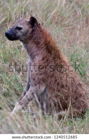 Spotted Hyena Masai Mara Kenya Africa