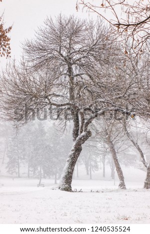 park under snow in Belgrade, note shallow depth of field