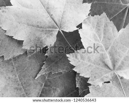Black and white maple leaves background