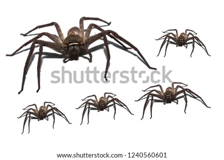 Spider wolf isolated on white background.