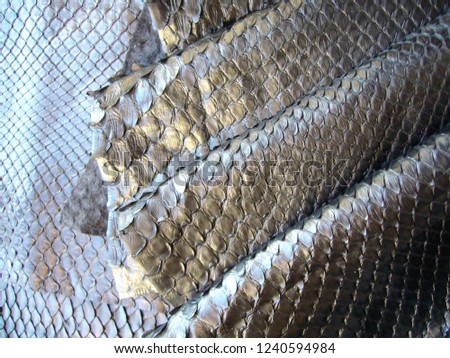 Snake skin texture. Gray python skin. Black python skin.

