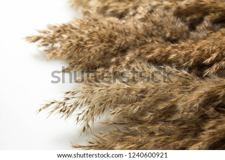 reed flowers on white table